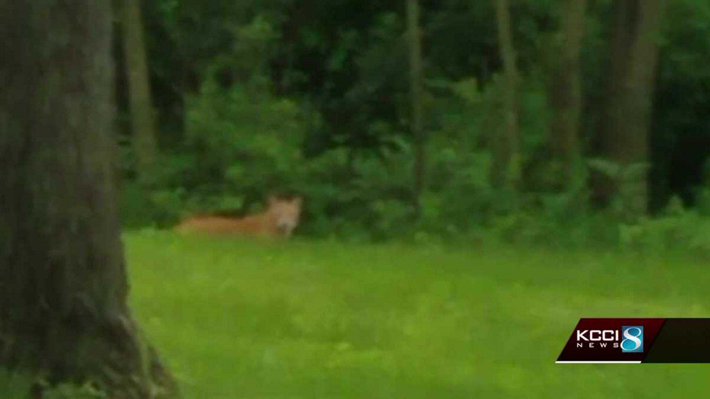 KCCINews's tweet photo. Des Moines woman says she saw mountain lion in her backyard https://t.co/DFPIa3Yf1Y https://t.co/H6DQUKbf18