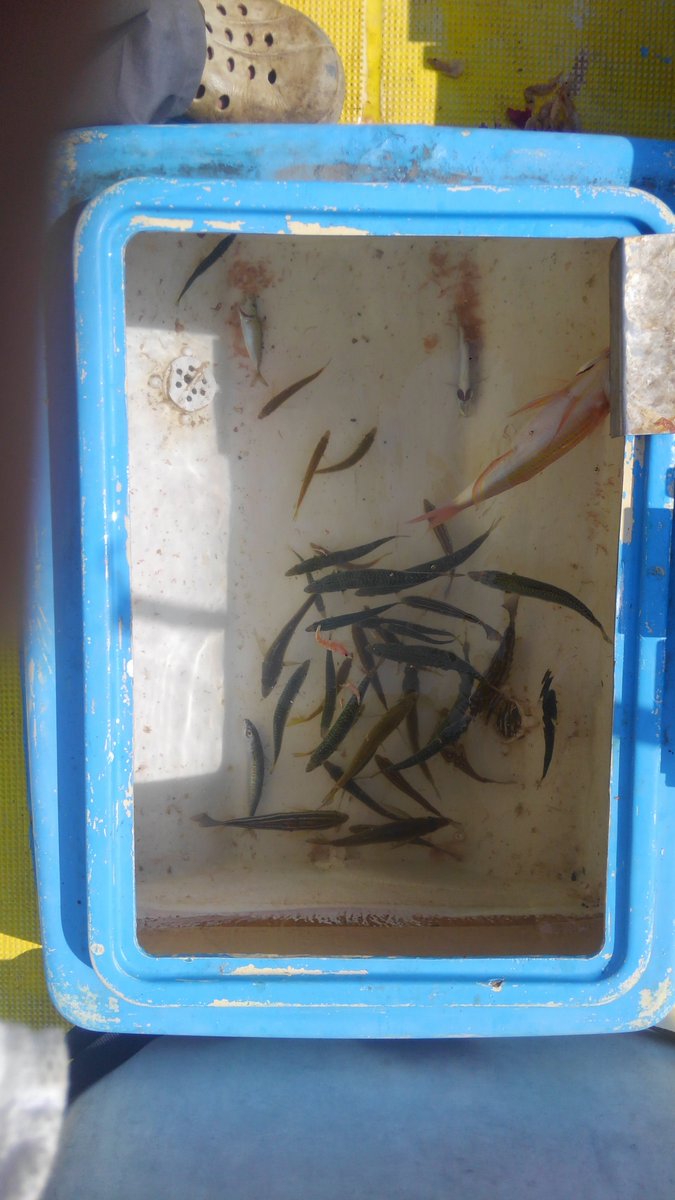 今晩は、今日も泳がせ、片テン、底物釣り、に行ってきました。画像の物、雑魚。
朝早く眠いので、簡単になります。