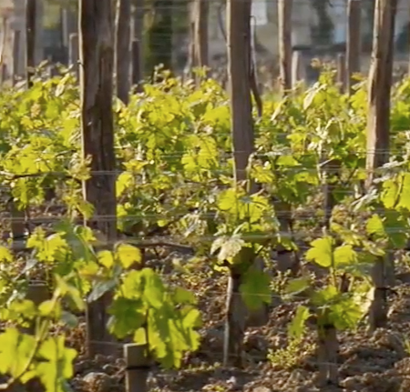 PlanDepVignoble's tweet photo. 7 nouveaux programmes de recherche lauréats de l'appel à projet @PlanDepVignoble
Bravo aux équipes de #bourgeons #Atomivine #jasympt #Décidep #GPGV #solar #mycovir @Inra_France @inra_save @CNRSAquitaine @vignevinfrance @inra_bfp
https://t.co/X6iegTR3yM https://t.co/POMjMEe7TJ