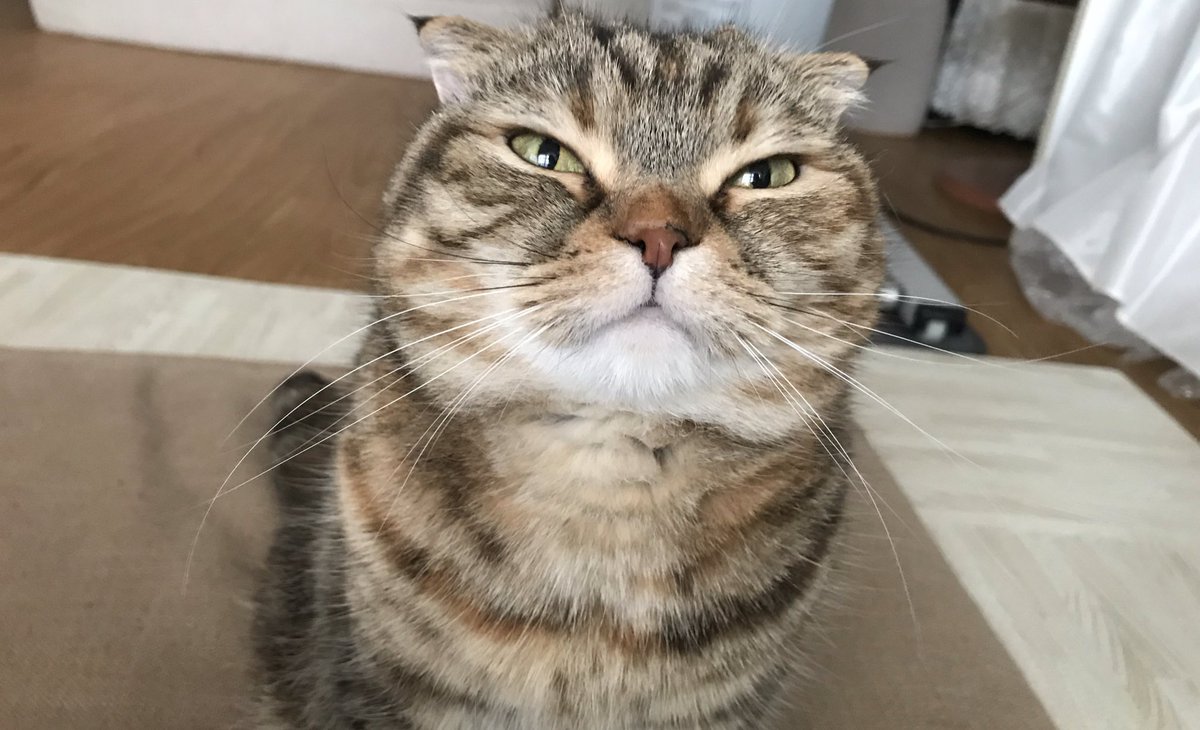 nekohospital's tweet photo. 犬は懐いた人間に心身ともに忠誠を尽くす。
猫は懐いた人間を表情だけで自由に操縦する。

目を細めた甘え顔を披露→おやつゲット

これな↓ https://t.co/iVhxbwvky1