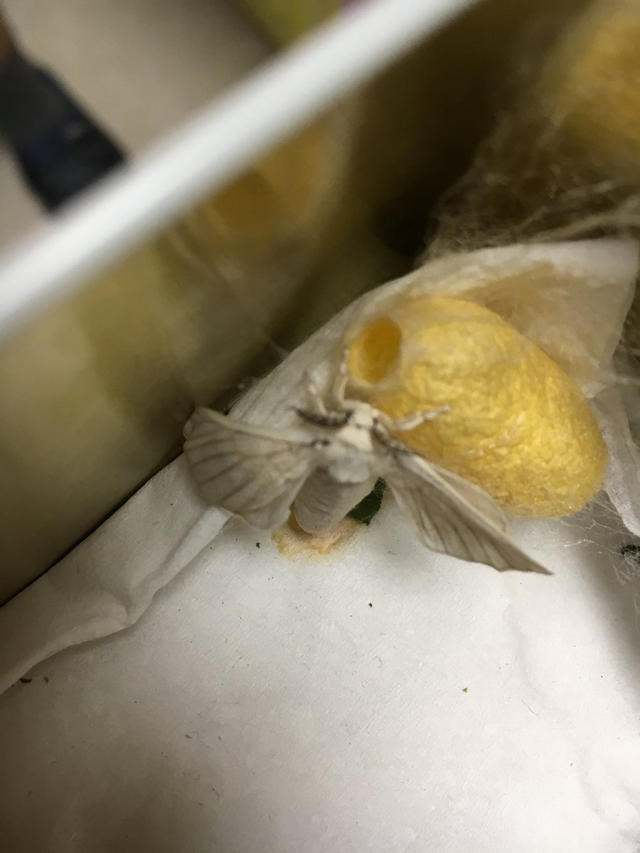 grdindustry's tweet photo. Cocoon broke~ https://t.co/TUt4YYSx2g