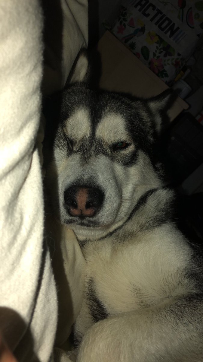 Nyoko_Ono1's tweet photo. j’ai débarrassé le canapé de ma chambre pour faire de la place au chien avec un bel oreiller, pour ne plus qu’il dorme AVEC moi. 

Je me réveille, me tourne et vois ça à 10cm de mon visage mdrrr : https://t.co/aE938uL0xe