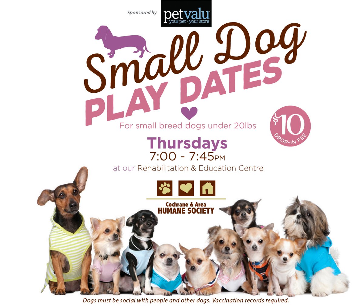 CochraneHumane's tweet image. If you have a small dog who could use some safe and fun  socialization, we hope you join us on Thursdays at 7 pm for our Small Dog Play Dates. Visit cochranehumane.ca/programs/dog-t… #smalldogplay #dogsocialization #smalldogs #smalldogfun #cochranehumane sponsored by @CochranePetvalu
