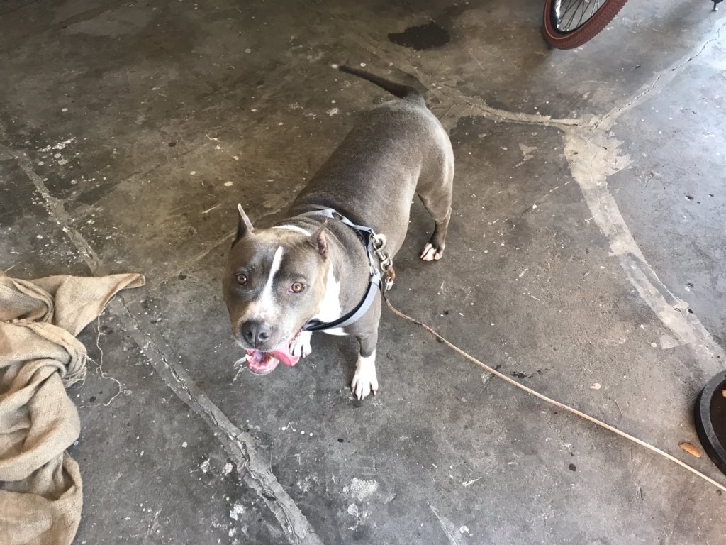 pet bandana shutterfly