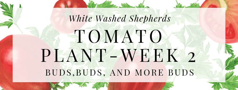 WWShepherds's tweet photo. Buds, Buds, and More BUDS! #Tomatoes #Gardening #Week2Update https://t.co/haFE3gSPDF https://t.co/k1REW2QdDI