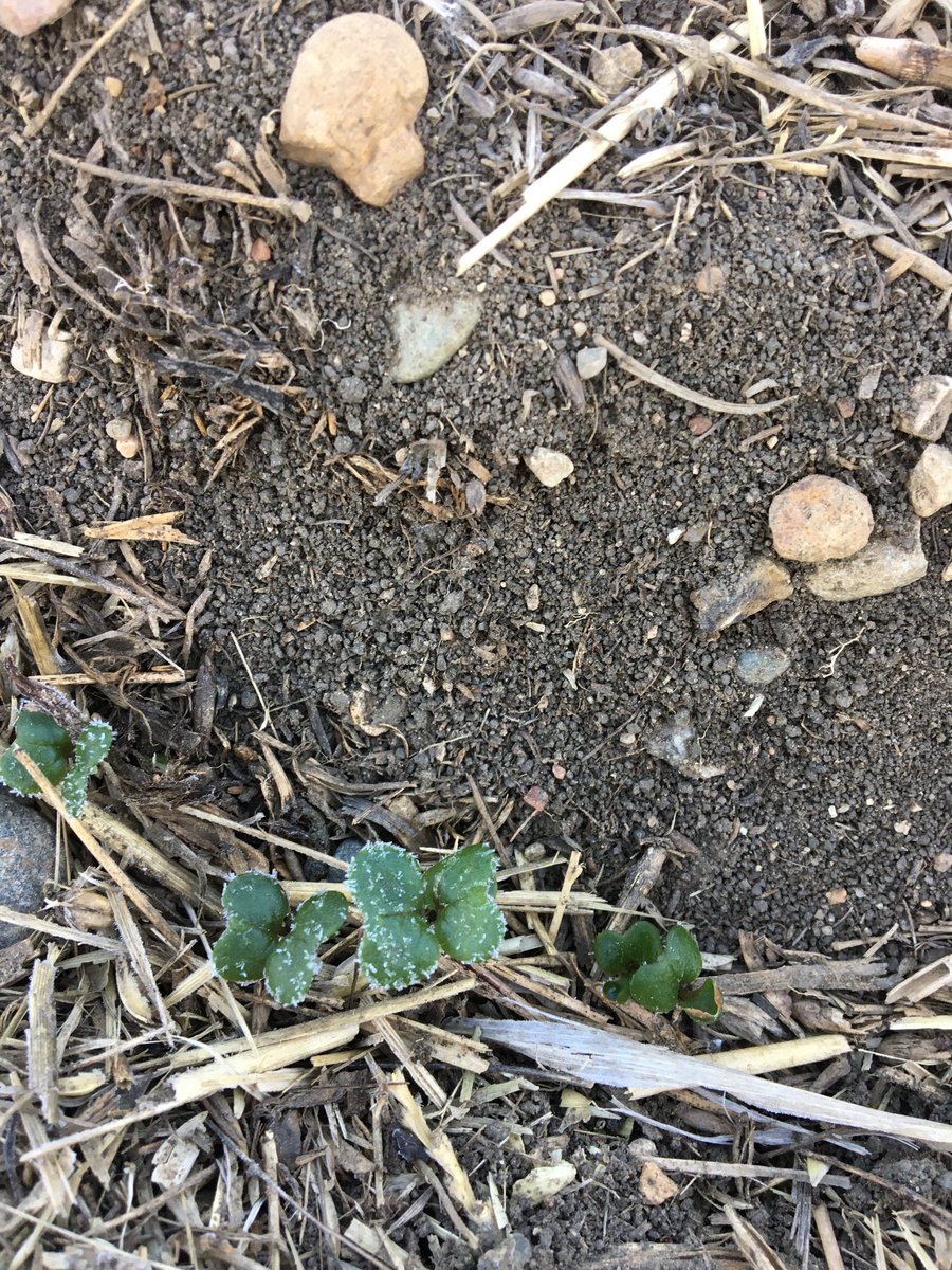 Travis Wiens tweet media