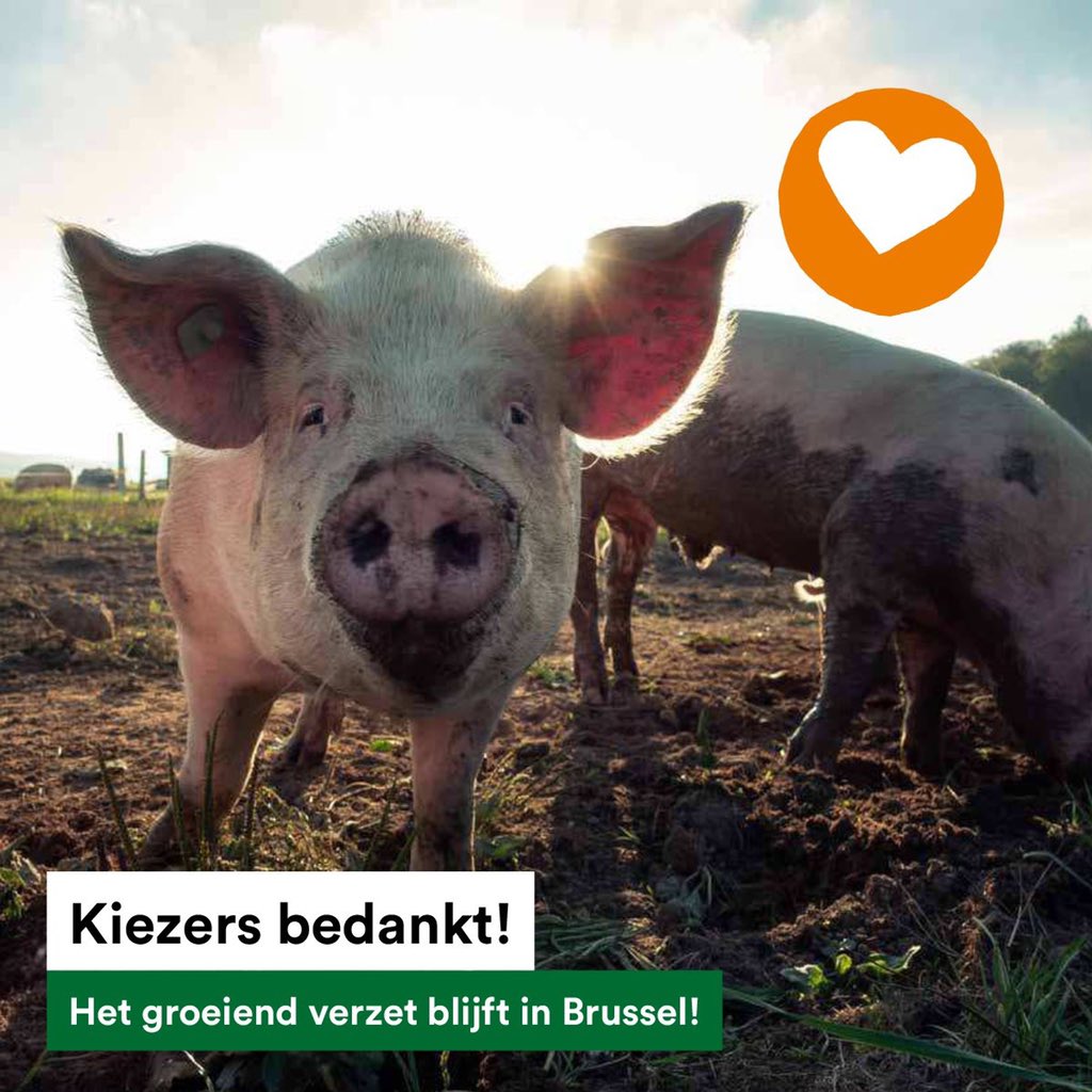 PartidoPACMA's tweet photo. ¡La compasión crece imparable en Europa!🇪🇺💪

El partido animalista portugués @Partido_PAN🇵🇹, @Tierschutzparte🇩🇪 y @party4animals🇳🇱 entran en el Parlamento Europeo para dar voz a los animales. También @DierAnimal🇧🇪 gana un escaño en el Parlamento de Bruselas.

¡Enhorabuena!👏👏👏 https://t.co/o3vNfbkf2M