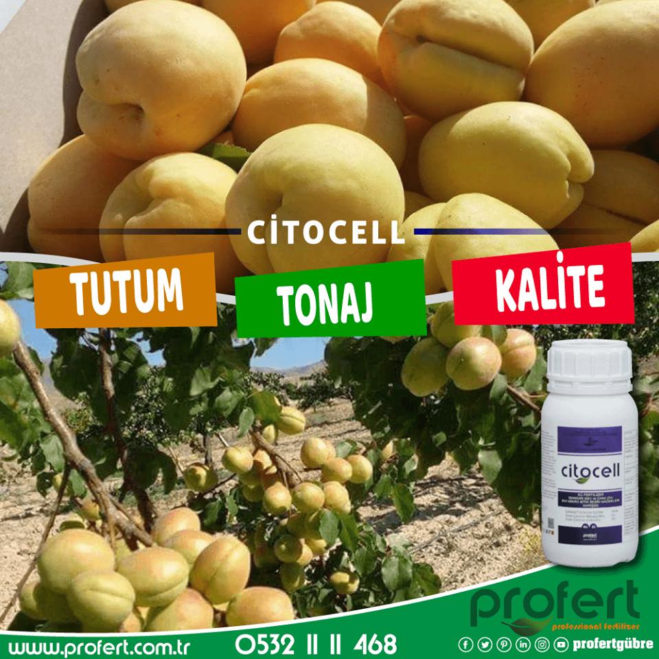 Profertgubre's tweet photo. Kayısıda Tutum, Tonaj, Kalite denilince akla #citocell gelir.
🌍https://t.co/OtLd7GjyRf 📲0532 11 11 468
#profert #profertgübre #profertfertilizer #kayısı #malatya #27MAYIS #pazartesi #interbahis #azizyildirim #tarım #fertilizers #agro #agriculture #izmir #çiftçi #meyvecilik https://t.co/lKj4T2aptM