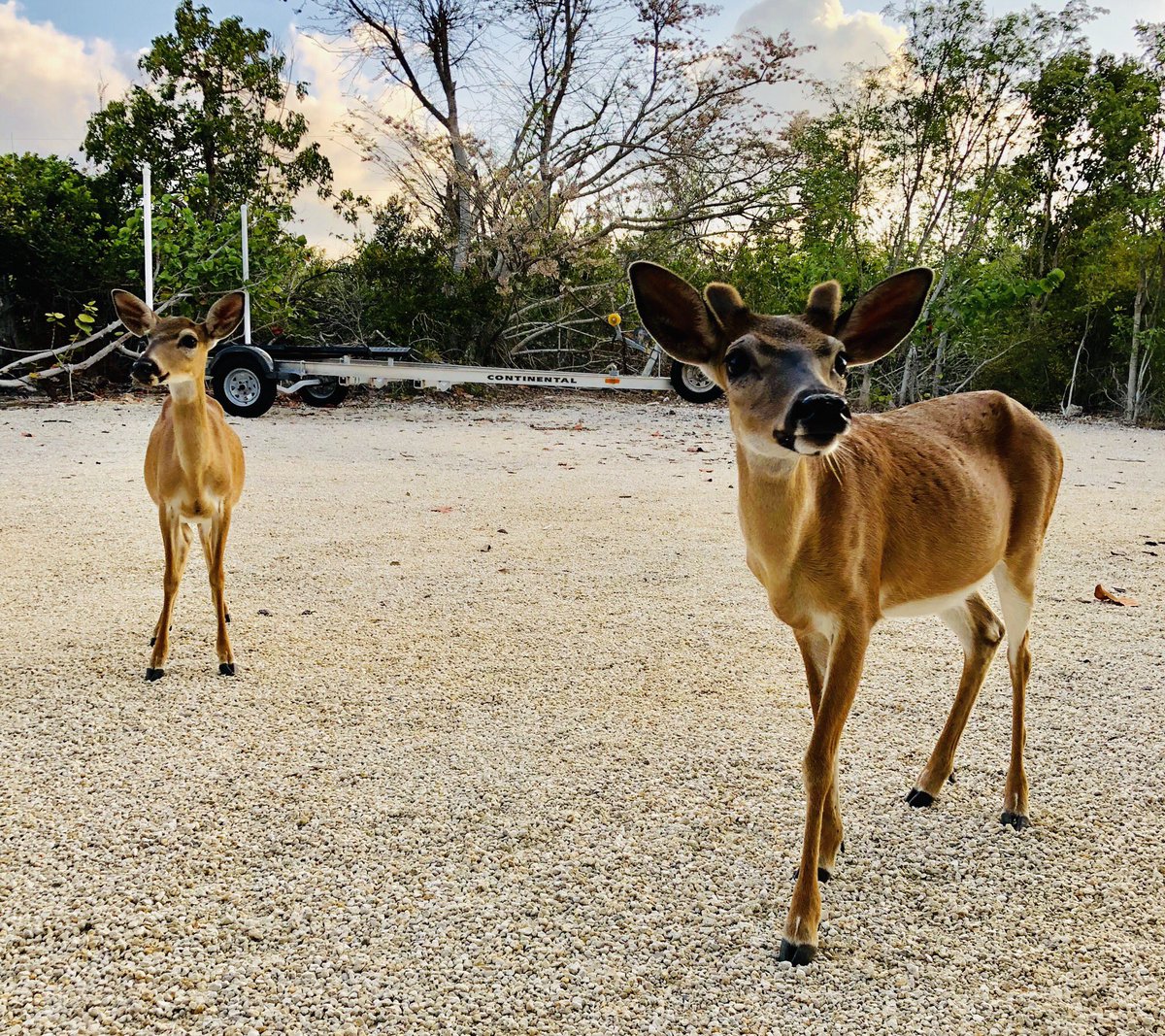 bobbydevito's tweet image. Somewhere deep in the Florida keys,  these guys showed up to the party and decided to grace us with their presence 😍 #keydeer #bigpinekey #floridakeys
