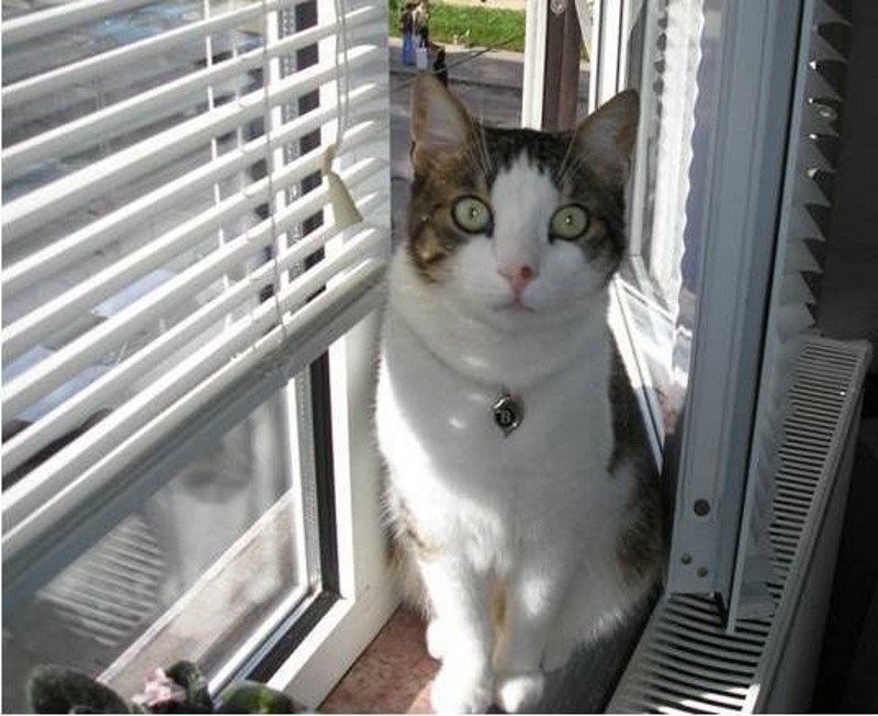 One week without you my little one..#kitty #Bobi #MyHeart #missingyousomuch #alwaysinmyheart