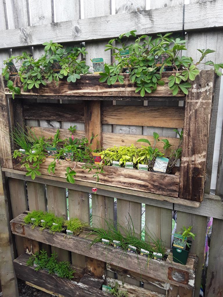 What's getting customer's attention this week? - an old broken pallet, now plant and herb shelving