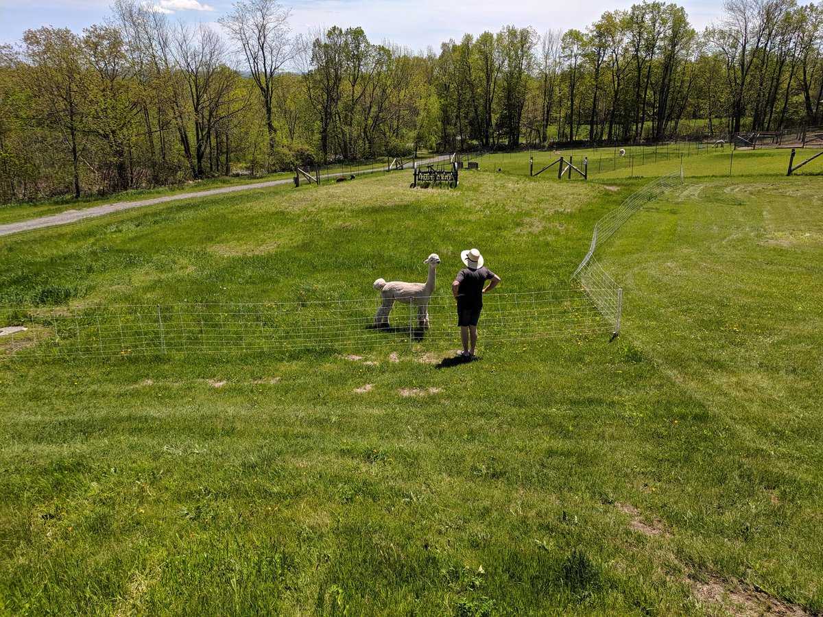 ohalpacas's tweet photo. Conversation or meeting of the minds?

#backyardfarmer #friends #alpacafarmers #alpacafarming #alpaca #alpacas #alpacalovers #alpacacare #alpacaworld #alpacasofinstagram #igettolivehere #HastingCounty #BayofQuinte #agmorethanever #OntAg https://t.co/hr7bXQTQrP