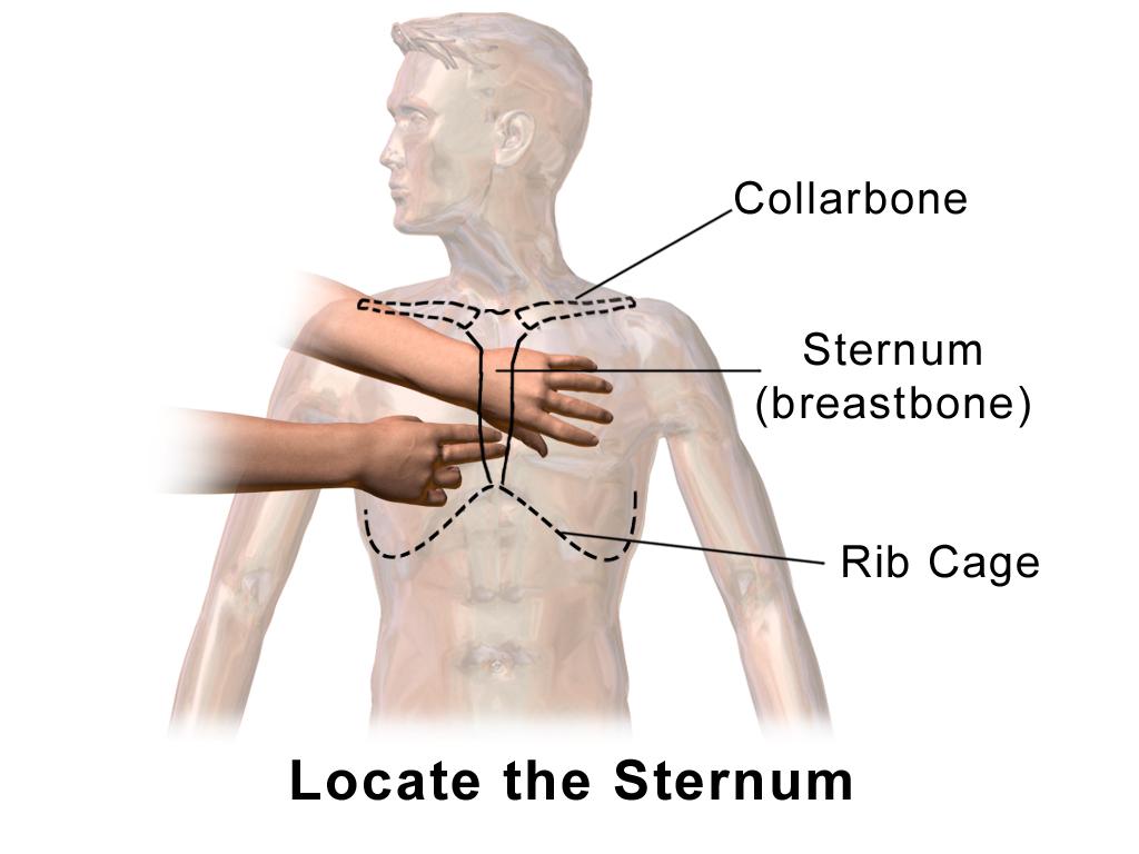 universityHOCPR's tweet photo. The sternum is the BEST place to perform Hands-Only CPR! Gotta know a little anatomy to save a life 😎 #CPR #anatomy #HeartHealth https://t.co/lwgi3u6hos