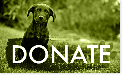 ARFAlberta's tweet photo. If you missed our on our online auction, there are still tons of ways to donate.

From various local shops who give a portion of proceeds to our cause to a direct donation of funds, there are various ways to support ARF and its initiatives. https://t.co/dohJZw1b2m https://t.co/QTRP5HXgoy