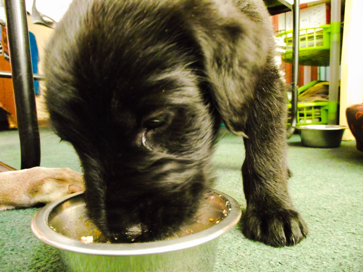 learn_ideals's tweet photo. SURPRISE! This is what has been keeping me busy this afternoon - I haven't named her yet - but should have a name by the end of tomorrow. Here she is #puppynapping and eating. #newpet #puppy #furryfriend #animalcompanion #creator #blogger #newday https://t.co/3V55EF0gmZ