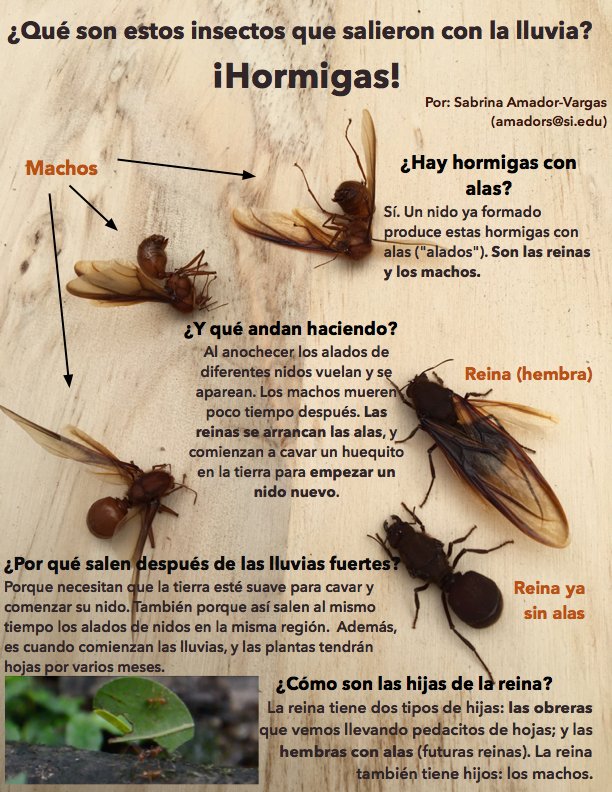 Acusación colchón Química Smithsonian Panama on Twitter: "Empieza la época de las hormigas con alas!  Ellas no pican ni hacen nada. No las mates! Póster cortesía de Sabrina  Amador, científica del Smithsonian en Panamá. https://t.co/0r4w1s9S00" /