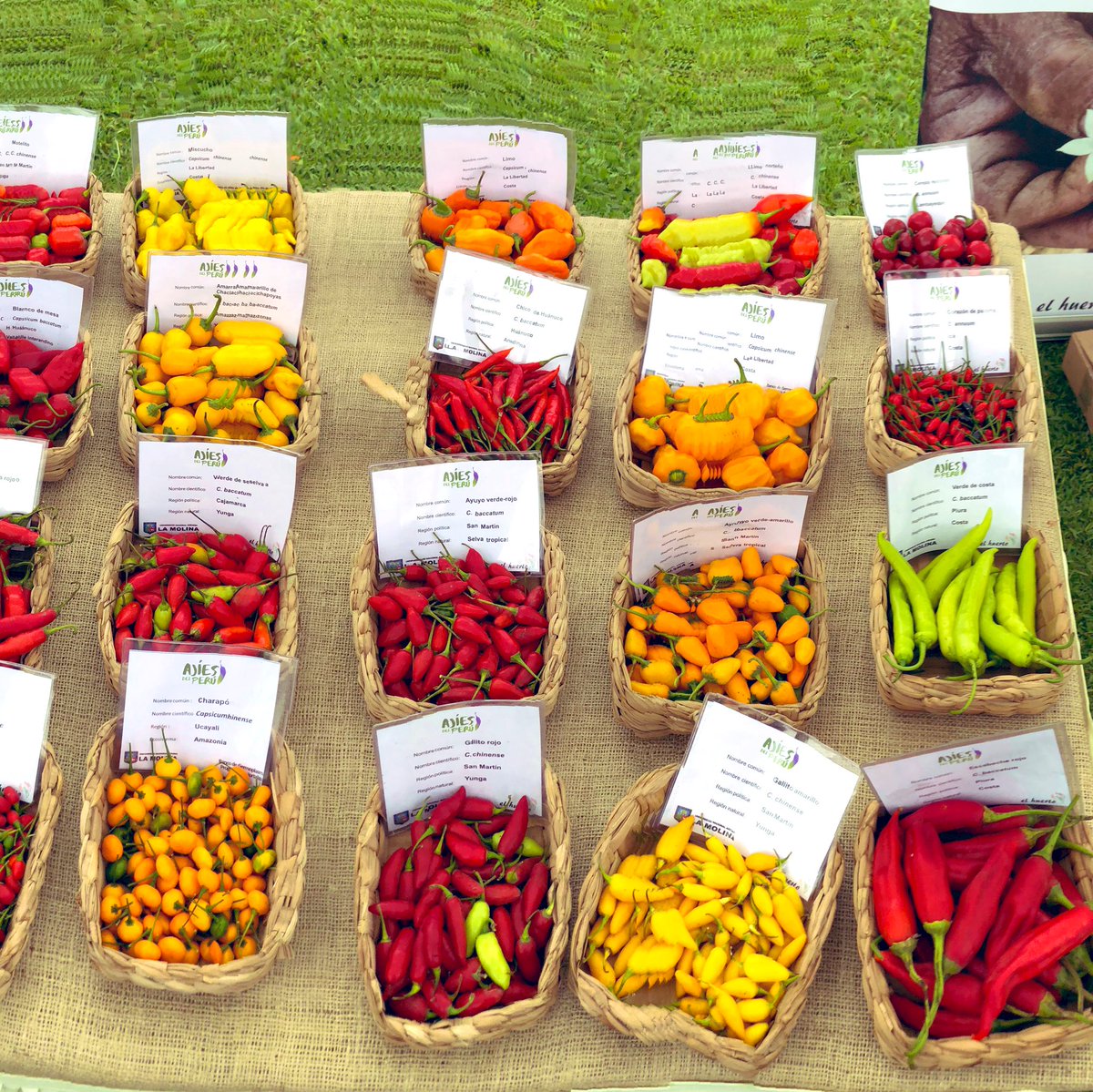 DavidECastroG's tweet photo. La diversidad genética del ají peruano. Cuatro especies domesticadas: Capsicum annuum, C. baccatum, C. frutescens y C. chinense. Además del rocoto, C. pubescens. https://t.co/rBHYr1rdby