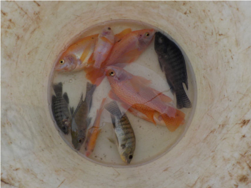 Ruth Zadoks (@rnzadoks) on Twitter photo Great piece in <a href="/asianscientist/">Asian Scientist Magazine</a> about #groupBstrep work by <a href="/swaine_chen/">Swaine Chen</a> and SEA_BeaSt colleagues with support from <a href="/GCRF/">Global Challenges Research Fund (GCRF)</a> <a href="/UofGGCID/">GCID</a> <a href="/acmedsci/">Academy of Medical Sciences</a> @IBAHCM <a href="/UofGEngineering/">UofG Engineering</a> <a href="/IOA_Mags/">Mags Crumlish</a> to tackle threat to #aquaculture #Food_Security #One_Health asianscientist.com/2019/05/featur… Great piece in <a href="/asianscientist/">Asian Scientist Magazine</a> about #groupBstrep work by <a href="/swaine_chen/">Swaine Chen</a> and SEA_BeaSt colleagues with support from <a href="/GCRF/">Global Challenges Research Fund (GCRF)</a> <a href="/UofGGCID/">GCID</a> <a href="/acmedsci/">Academy of Medical Sciences</a> @IBAHCM <a href="/UofGEngineering/">UofG Engineering</a> <a href="/IOA_Mags/">Mags Crumlish</a> to tackle threat to #aquaculture #Food_Security #One_Health asianscientist.com/2019/05/featur…