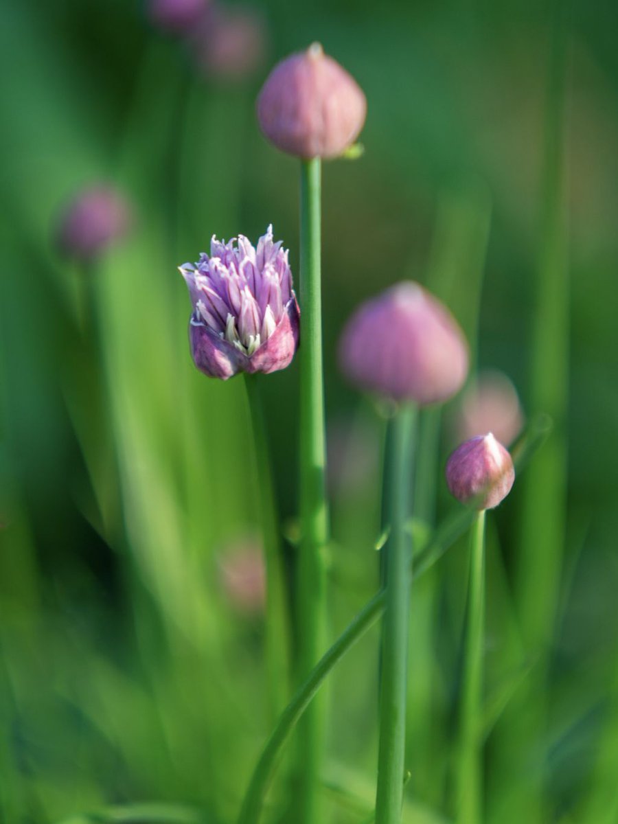 The chives are back! Part of the allium family, like shallots, these are beautiful and delicious. The grass is great with sour cream and the flowers themselves are decorative and oniony for a salad!