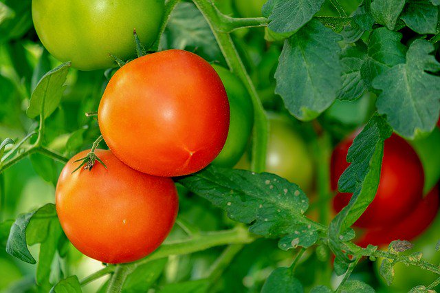 SwanseaInbloom's tweet photo. May tip of the day: Start hardening off tender young plants, such as #tomatoes and #courgettes, ready for planting out in mild areas. More tips at https://t.co/S8OqXCbSJD #SouthWales #Swansea #TheGower #SwanseaBay #gardens #gardening #gardeners #flowers #vegetables #fruit #herbs https://t.co/yeLq68ByyI