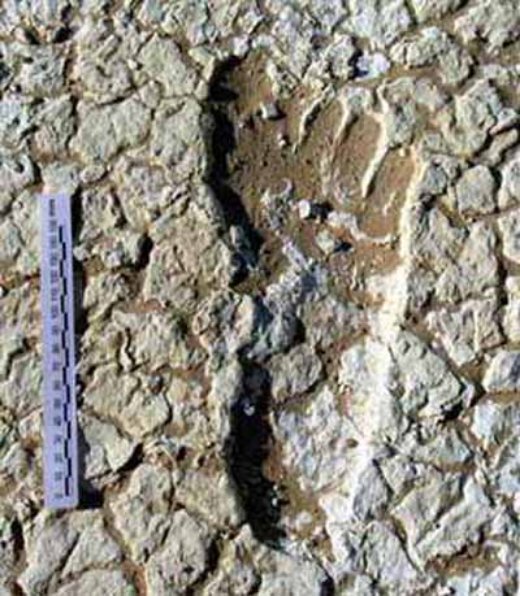Rainmaker1973's tweet photo. 20,000 year-old fossilized human footprints were discovered in Australia in 2006: they indicate the hunter who made them was running at ~37 km/h (or 23 mph), the speed of a modern Olympic sprinter, but barefoot and in sand https://t.co/YaXxq7Jrbk https://t.co/kUYaupvYKo