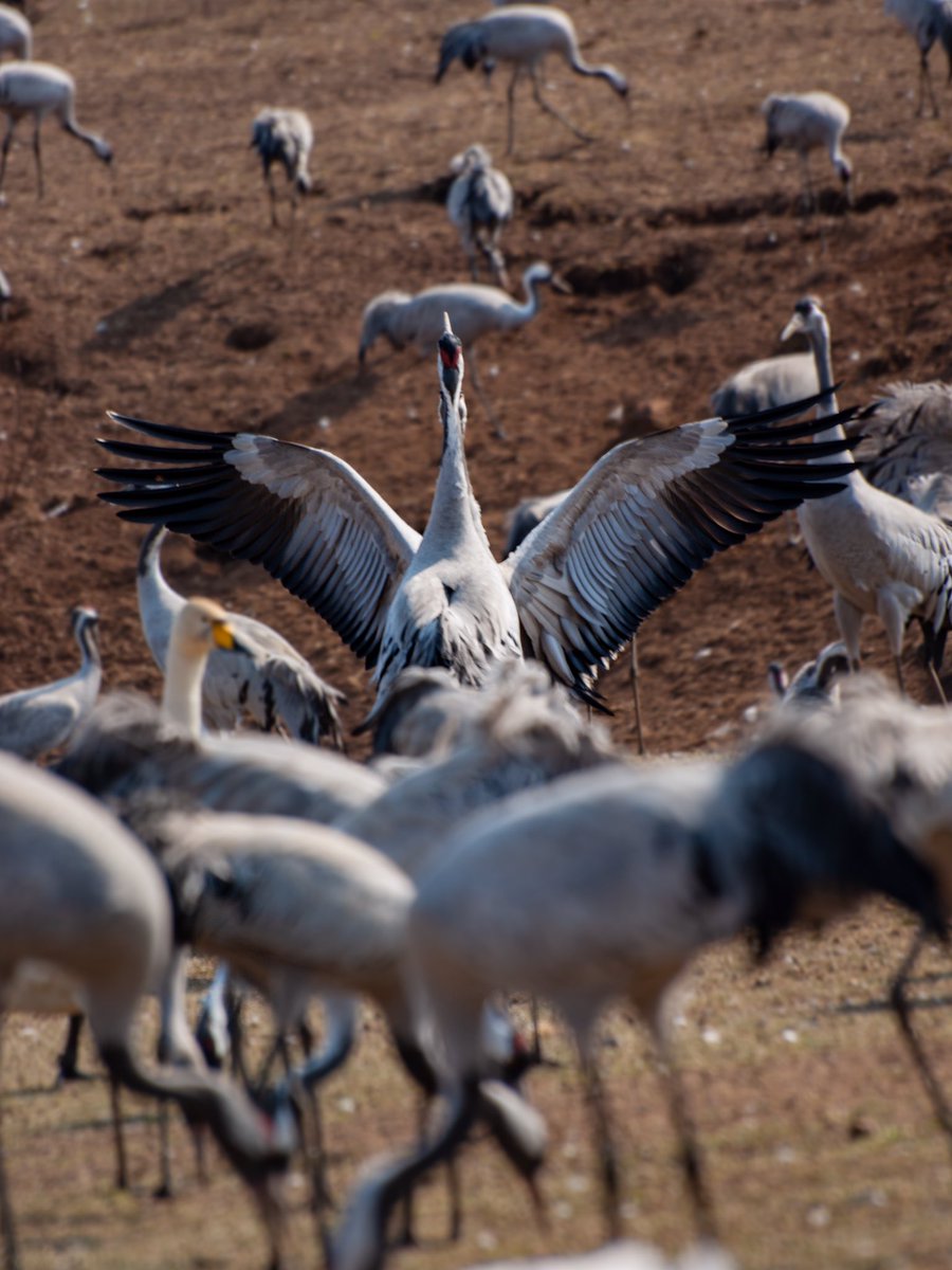 Stand out from the rest.
#eurasiancranes #westsweden #swedishwestcoast #scandinavia #igscandinavia #visitsweden #sverige #swedishmoments #vastsverige #sweden #westsweden #weroamsweden #ig_sweden Find more here instagram.com/p/BwME15Un9Ox/