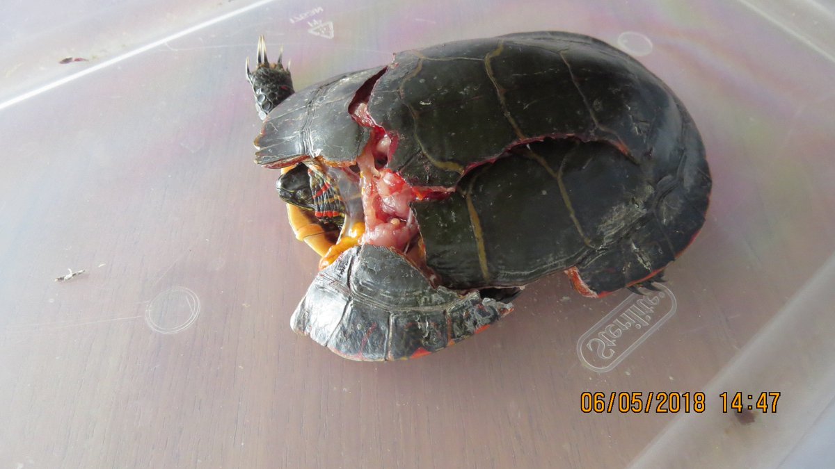 DundasWatch's tweet photo. Please watch for turtles crossing roads this season! Here is a picture of a turtle that has now been cared for an released. https://t.co/97d5ZTj7g7