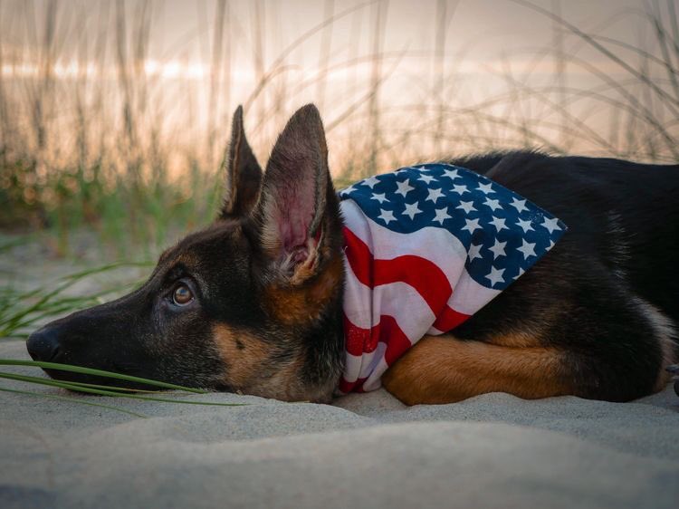 CBWTroy's tweet photo. We'd like to wish you all a Happy Memorial Day and take a moment to remember and thank our military service men, women, and canines who gave their life for our country. We thank them and their families for their service! 🇺🇸 https://t.co/CoY0ADOVTK