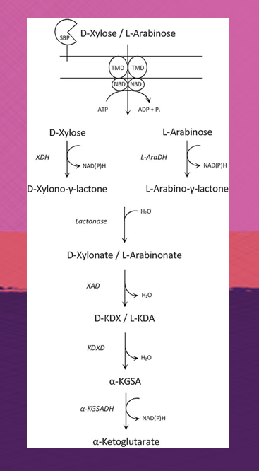 FEMSmicro's tweet photo. A haloarchaeal ABC transporter of the CUT1 family is responsible for the uptake of D-xylose and L-arabinose in #Haloferax volcanii and transcriptional activated by XacR.
A study by Johnson et. al

#FEMSJournals #aerchaea 
https://t.co/KlQNPJ6bPi https://t.co/UvwEdAICRm
