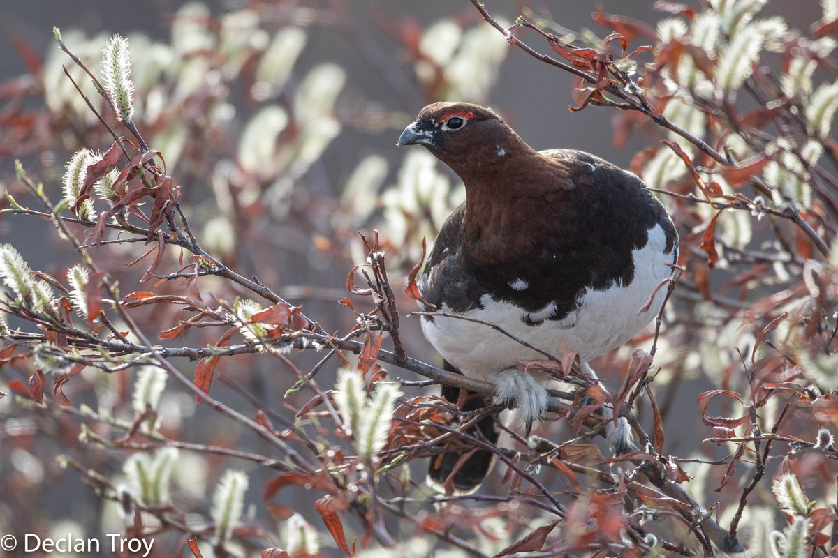 TroyDeclan's tweet photo. Pussy willows galore, and a big one that looks like a Willow Ptarmigan! #DenaliNP #Alaska @Avibase https://t.co/Wli48IMcWP