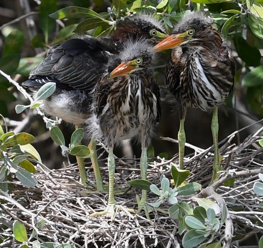 Yellow-crowned Night Heron chicks, our latest delivery. #herons #YCNH #discoverding #babybirds #dingbirds #birdsofding #birdsnurturing @FtMyersSanibel #sanibel📷: David Jeffrey