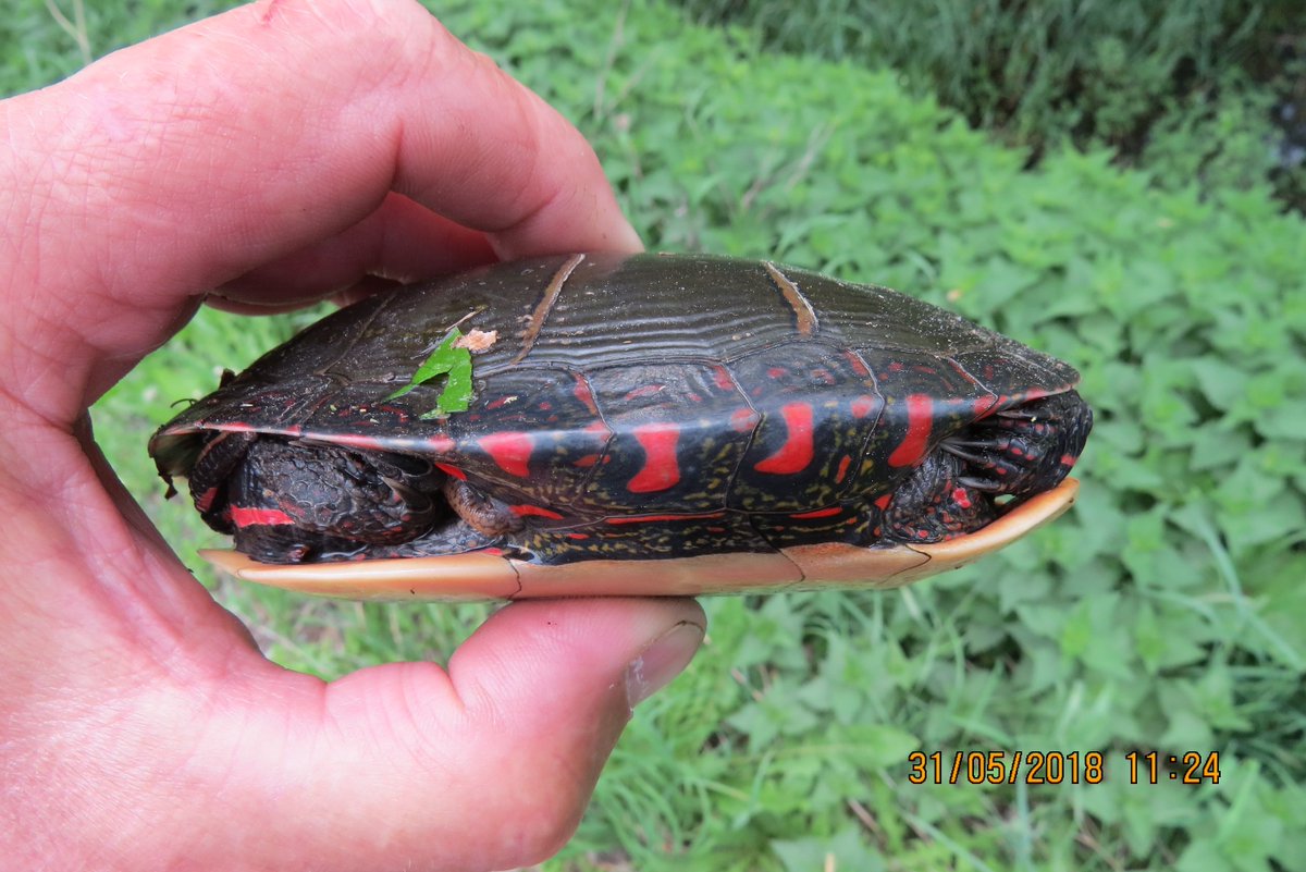DundasWatch's tweet photo. Painted turtles are easy to distinguish from Red-eared sliders because they have red colouring on the shell. We wish #WorldTurtleDay was everyday! https://t.co/cQ30eEMqXo