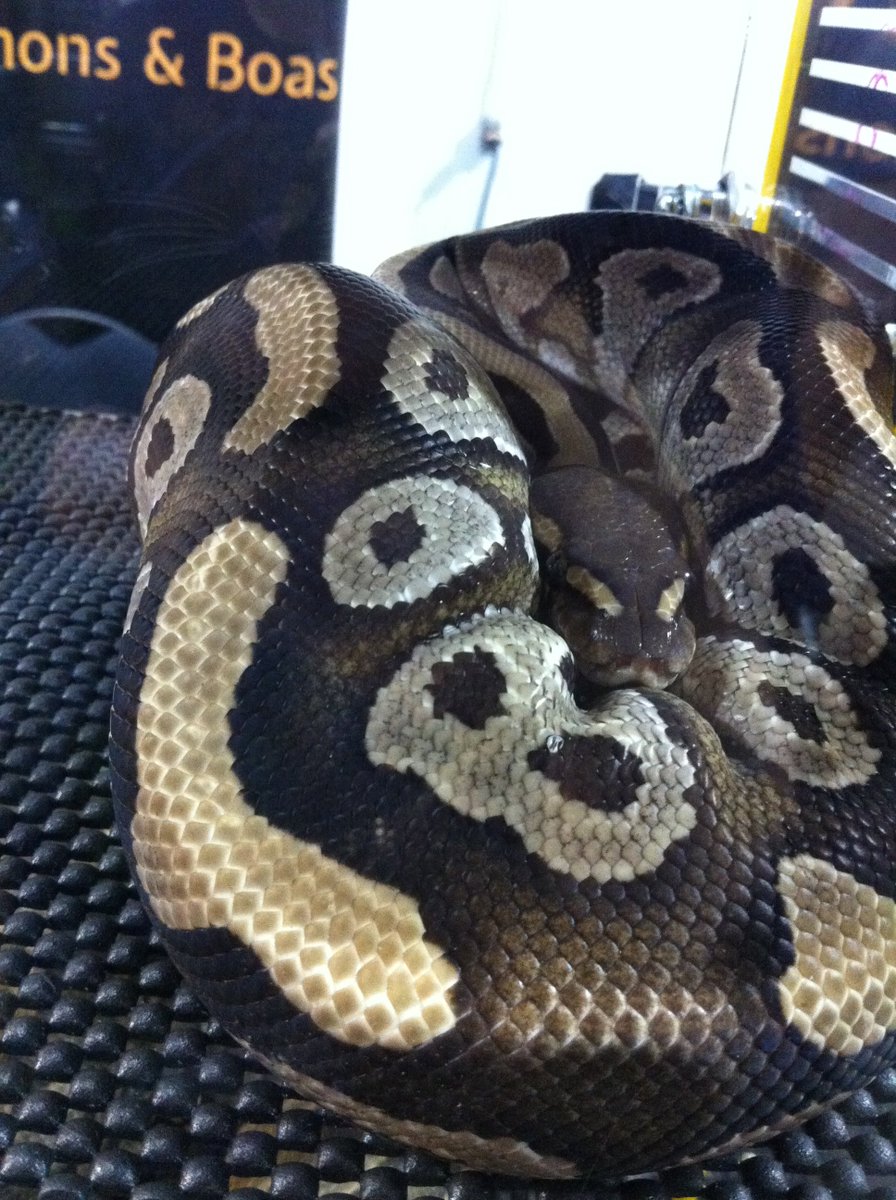 KateAlexandria3's tweet photo. @A5StarDiningExp  Toronto Reptile Expo  1/2 🐍 https://t.co/L7YS427Zpo