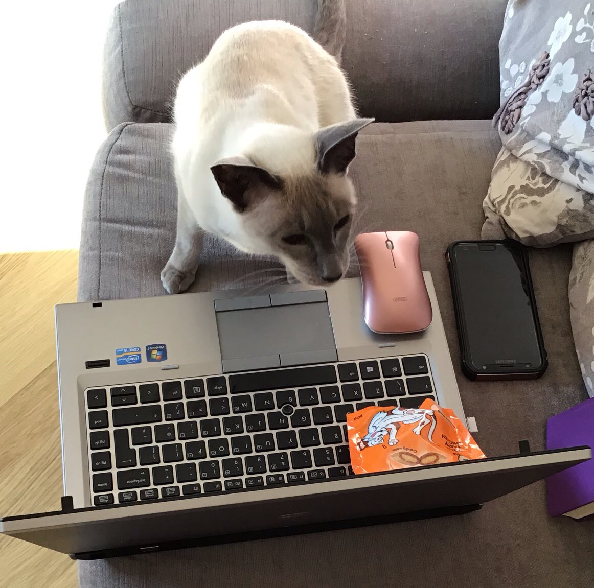 blossomsbeadbox's tweet photo. The start of another busy week finds me hard at work editing the photos of my new designs. I think it must be time for a catnap though #catsoftwitter #cats #kitty #kittens #jewellery #jewelry #bracelets #beadedbracelets #beads #kitties #picoftheday #catphoto #beadbox #catnap https://t.co/mDtsdv0QIH