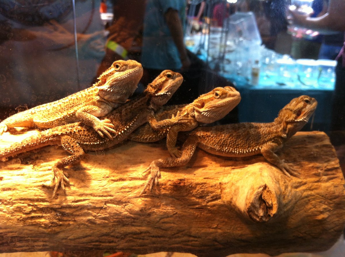 KateAlexandria3's tweet photo. @A5StarDiningExp   Toronto Reptile Expo  2/2  🐲🦎🐍 https://t.co/tngdM6zMcV