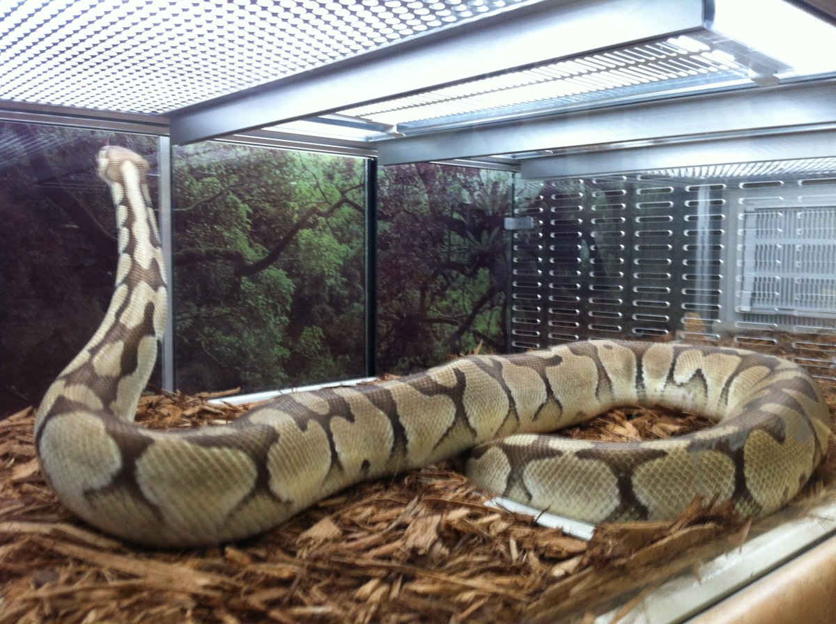 KateAlexandria3's tweet photo. @A5StarDiningExp   Toronto Reptile Expo  2/2  🐲🦎🐍 https://t.co/tngdM6zMcV