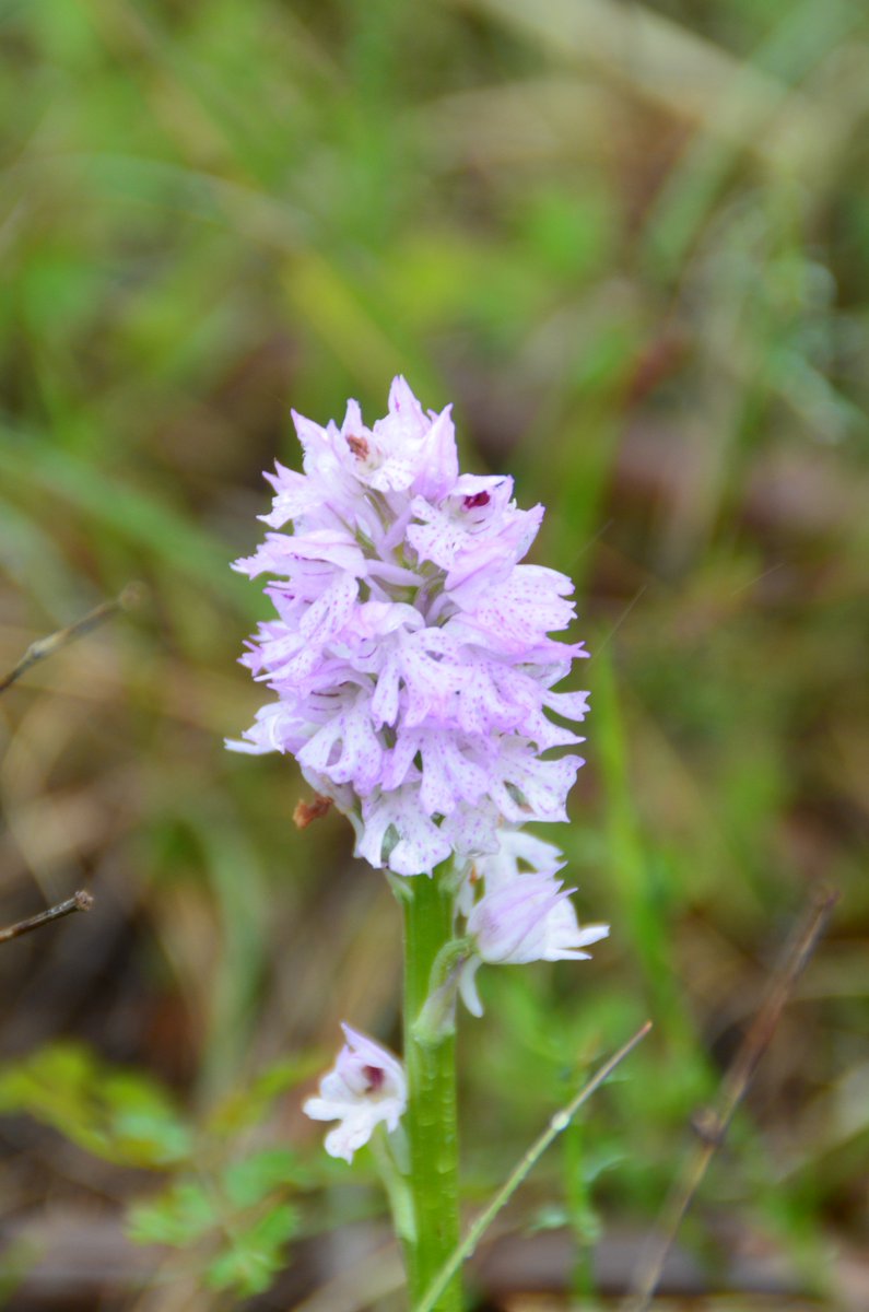 Orchid hunting along Croatian roadsides was difficult due to booming Polygala populations, hiding all other flowers with shades of pink and purple among them. But we were lucky enough to find green-winged and three-toothed (??) orchids. @tessa_desi #Croatia #orchid