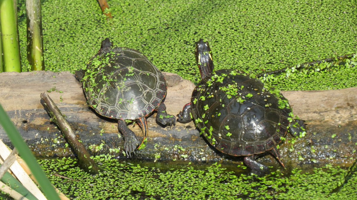 DundasWatch's tweet photo. Along Cootes Paradise you will find these painted turtles sunning themselves. #Wildlifeconservationist https://t.co/KMWhmtpOE3