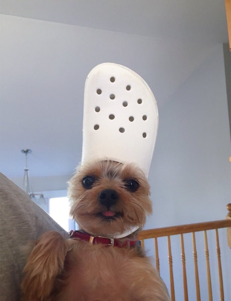 abre la foto para una sorpresa 🐶