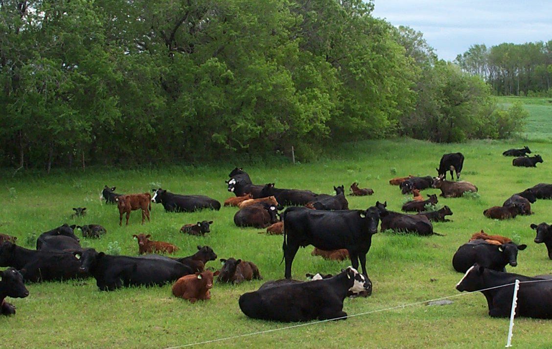 Talking #Silvopasture with Brett Chedzoy, Cornell extension. buff.ly/2MdZkZs #Cattle #Pasture