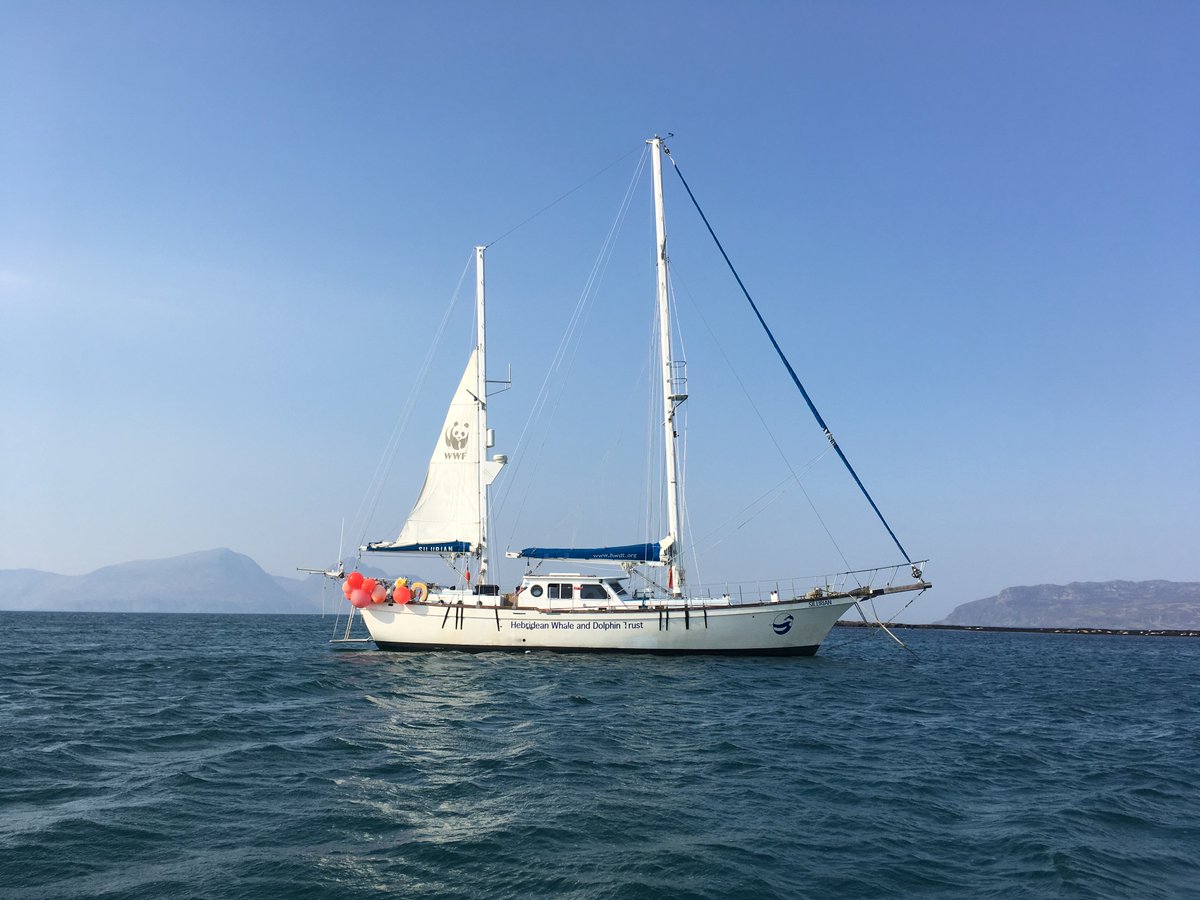 HWDT_org's tweet photo. Spectacular minke whale sightings mark the start of Silurian's summer survey season.  Sightings of common and bottlenose dolphin, plus seals and thousands of sea birds were also recorded by our team of citizen scientists.
https://t.co/3jQ7aaTfiA https://t.co/UFxSGnNFfl