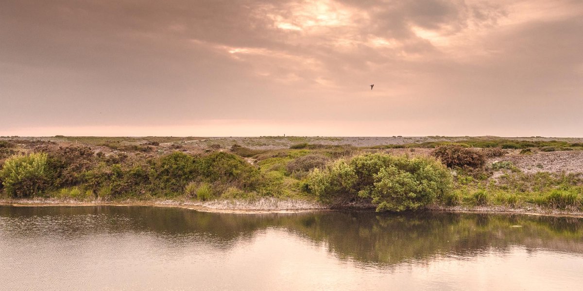 Au crépuscule, découvrir le hâble d'Ault dans la #baiedesomme. Décrypter le paysage mystérieux et écouter le chant des oiseaux. Un instant hors du temps. #gosomme <a href="/SommeTourisme/">Somme Tourisme</a>