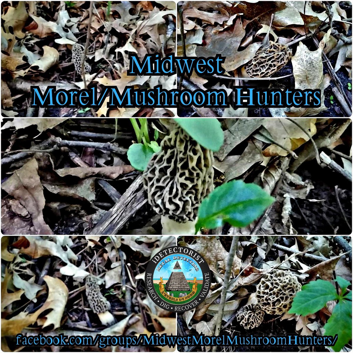 iDetectorist's tweet photo. Today's Morel 20190526 Hunt @ Local Park
https://t.co/ksh9nOjTDt

#iDetectorist #DetectMN #HistoryHunting #TreasureHunting #MetalDetecting #Minelab #MorelMushrooms #Forage

VISIT--->https://t.co/sJZ91gEiDn
SUBSCRIBE--->https://t.co/yTlvfiPNCU https://t.co/K7cLSyvysx