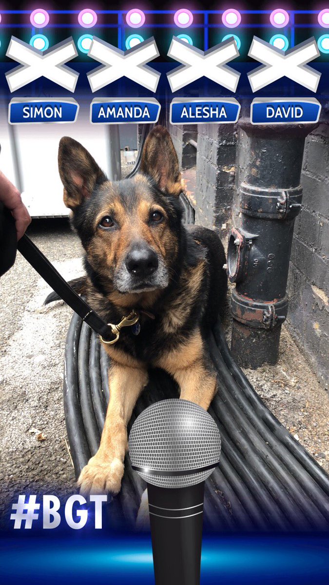 K9Finn tweet picture