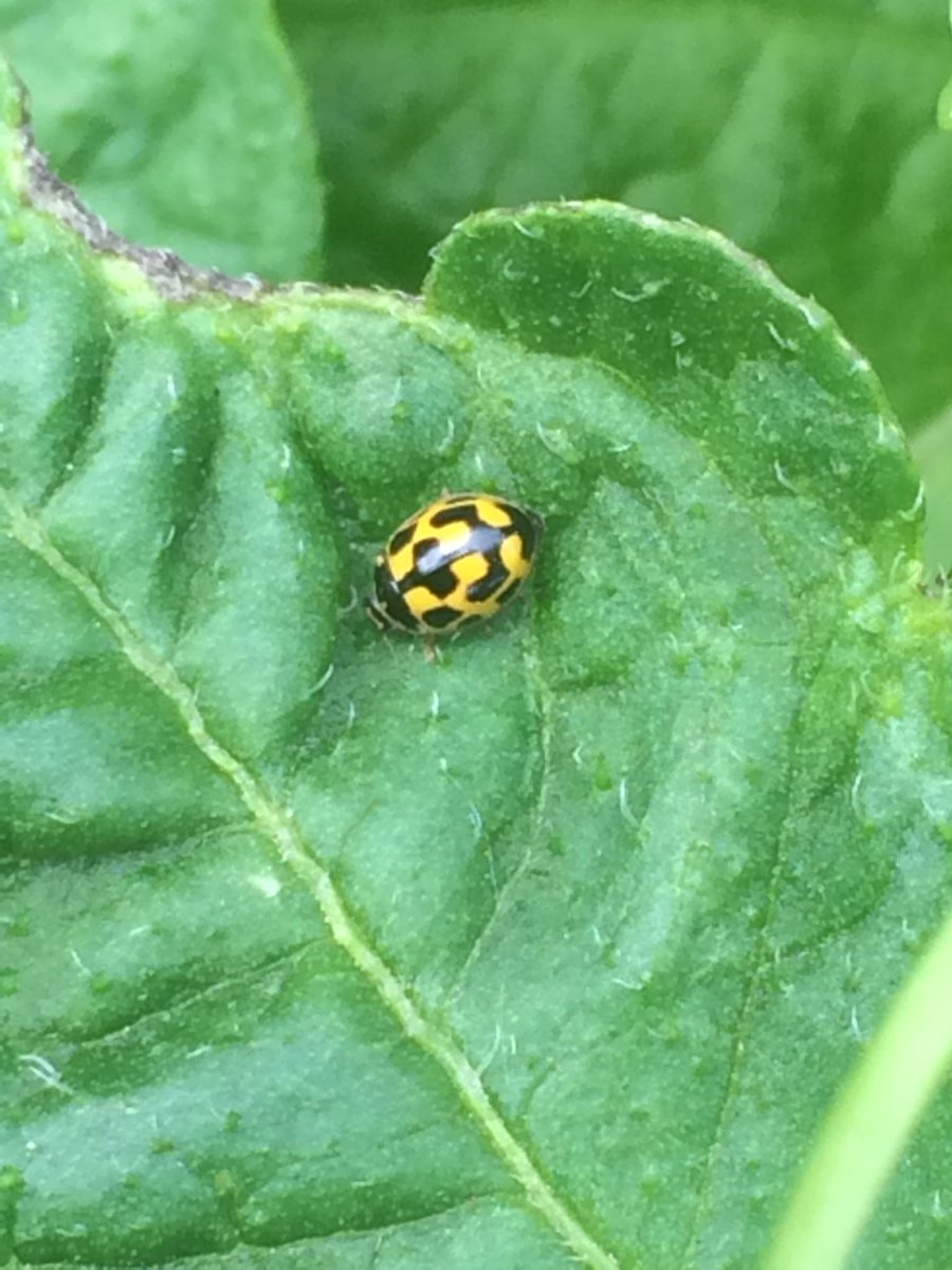 shotbert's tweet image. A little beauty for you Simon