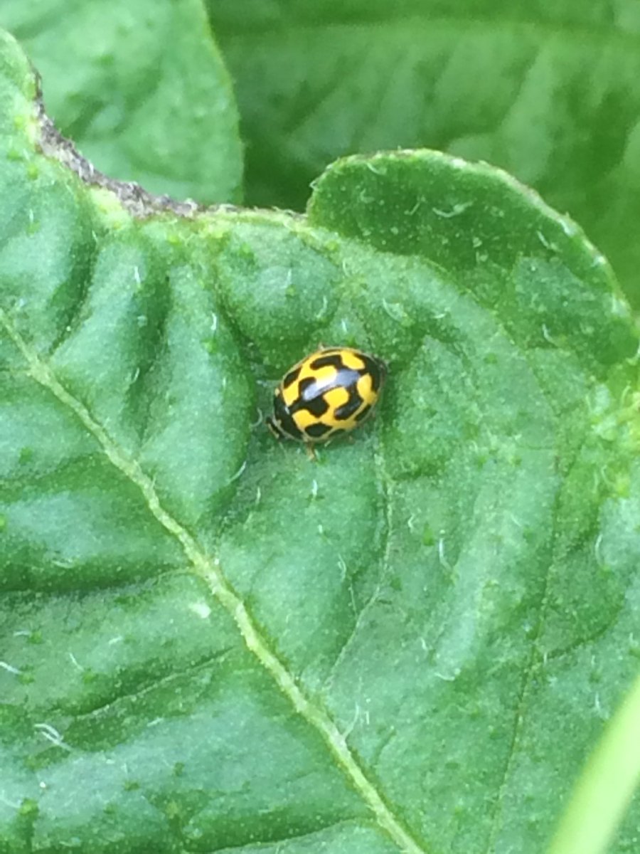 shotbert's tweet image. A little beauty for you Simon