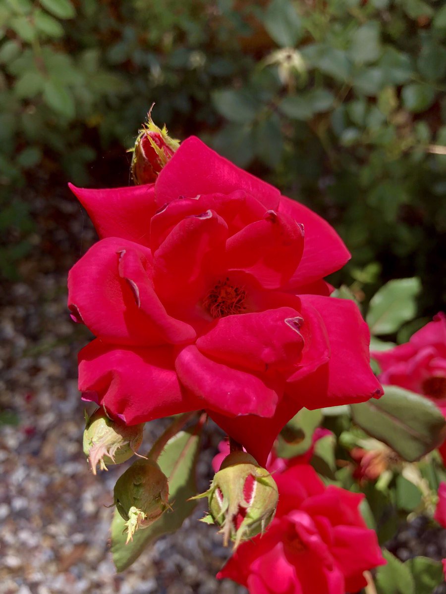 AngelBlabber's tweet photo. it’s #RandomFlower time.. https://t.co/lXvYTeWT1g