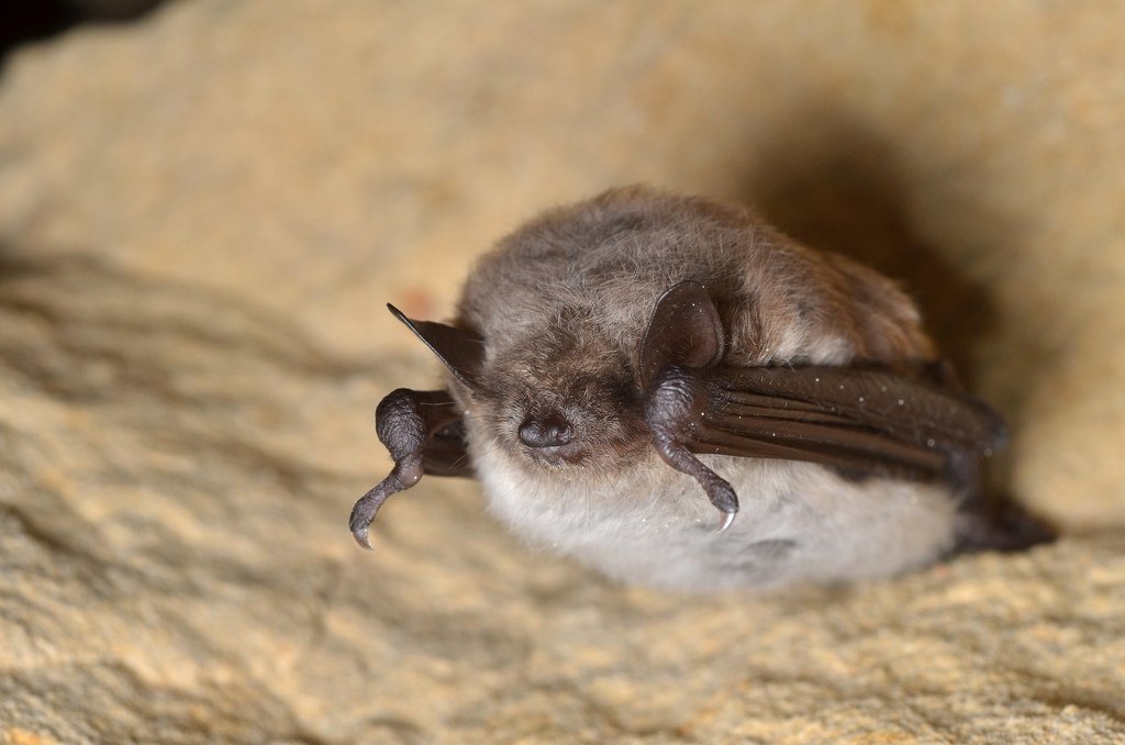 BAT #325
The pond bat (Myotis dasycneme) from Kazakhstan.

(Photo: Gilles San Martin)
