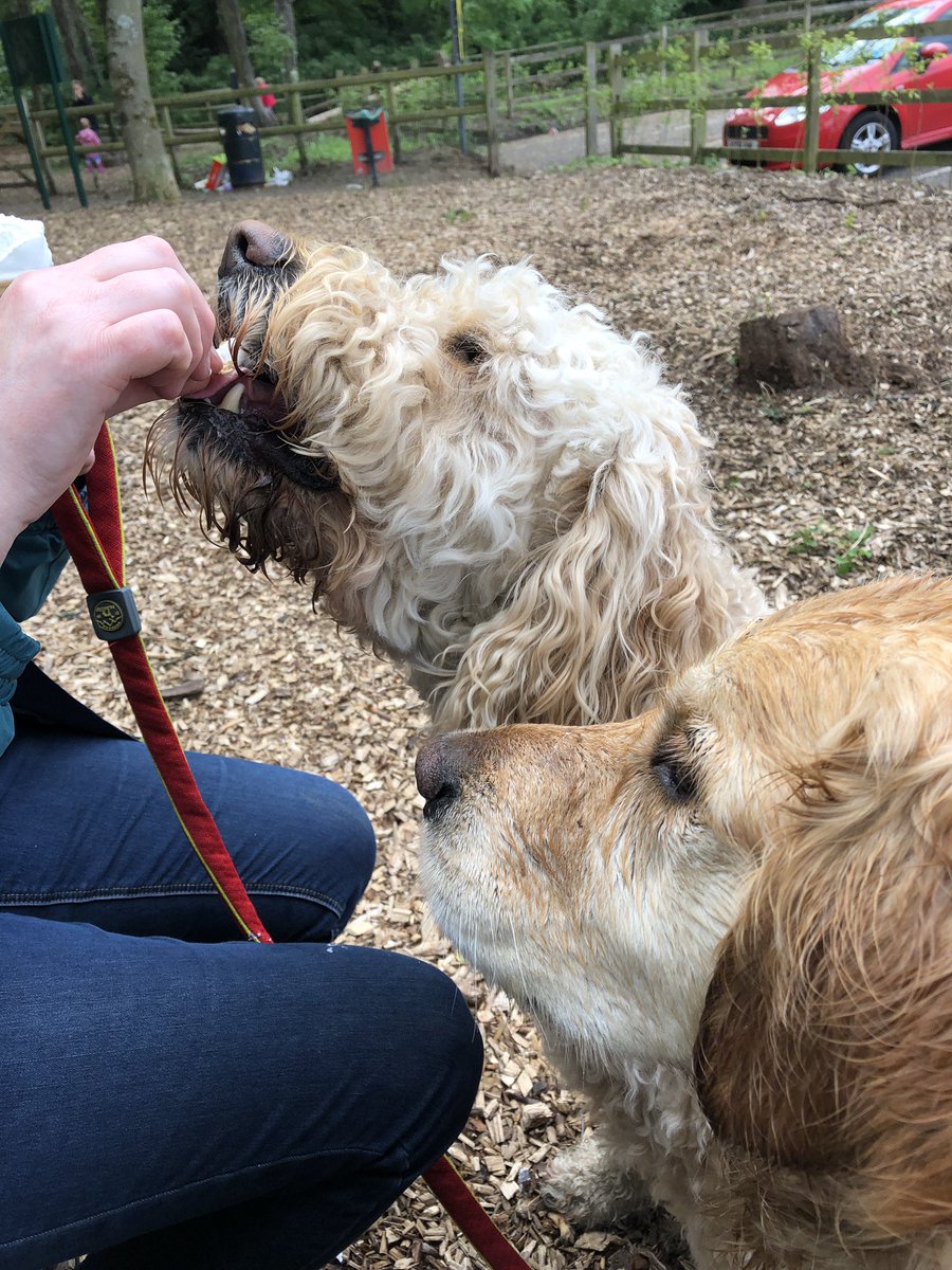 Bob Doodle and Lucy pup tweet media