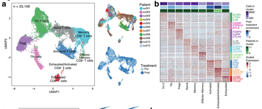mmw_lmw's tweet photo. #PD1_CheckPoint_Blockade | paired single-cell RNA- and T cell receptor sequencing on 79,046 cells in BCC and SCC pre and post treatment | Evidence for clonal replacement of tumor-specific T cells | Howard Chang @StanfordMed @biorxivpreprint https://t.co/AeviGrX2Ka https://t.co/5oGuNsyN0U